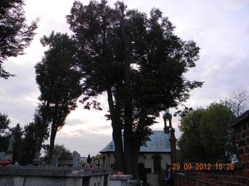 O najstarszym drzewie w Radomsku