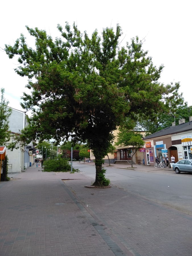 Ulica Reymonta jeszcze z drzewami (maj 2019 r.)