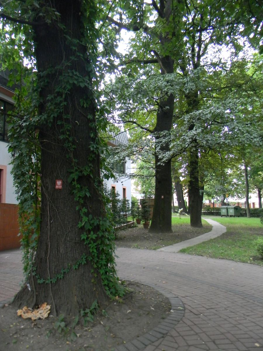 Drzewa na terenie Miejskiej Biblioteki Publicznej w Radomsku